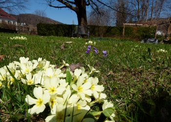 Stängellose Schlüsselblume (Primula vulgaris L.) - © Karoline Kreimer-Hartmann